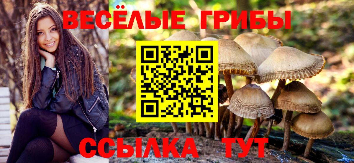 Псилоцибиновые грибы мицелий  наркошоп  Псилоцибиновые грибы GOLDEN TEACHER  Рославль  Вход с VPN 